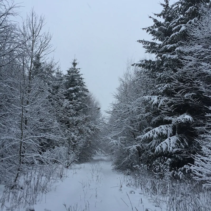 Spruce Thicket in the Snow
