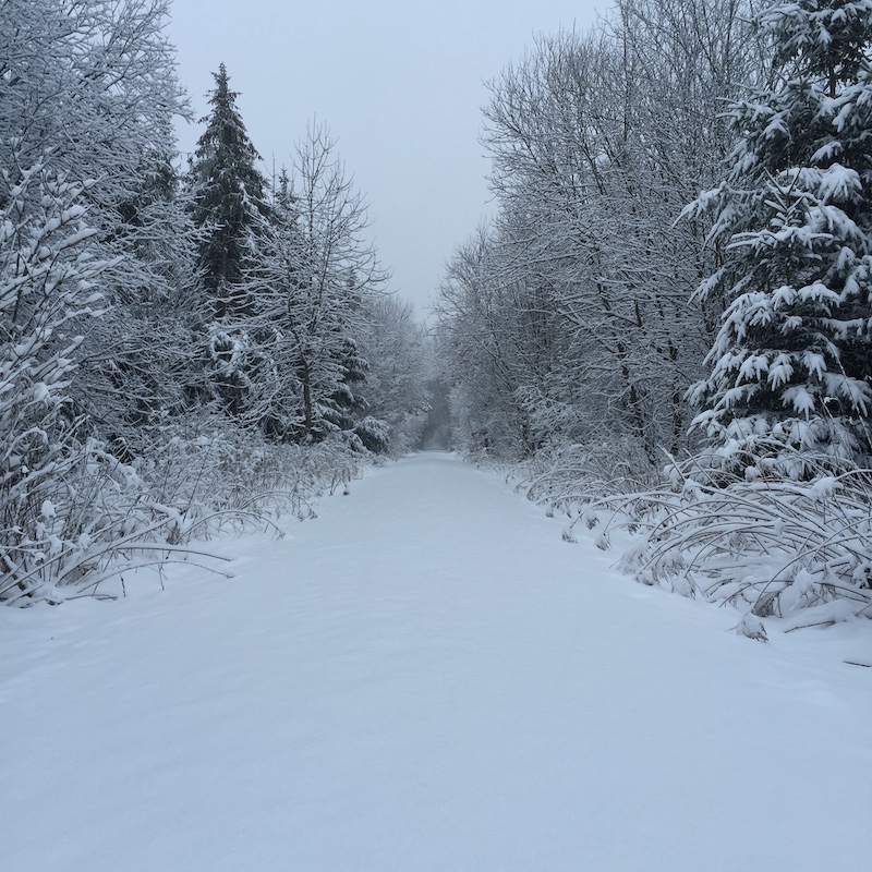 a snow covered path going towards snow covered spruce trees, overcast sky