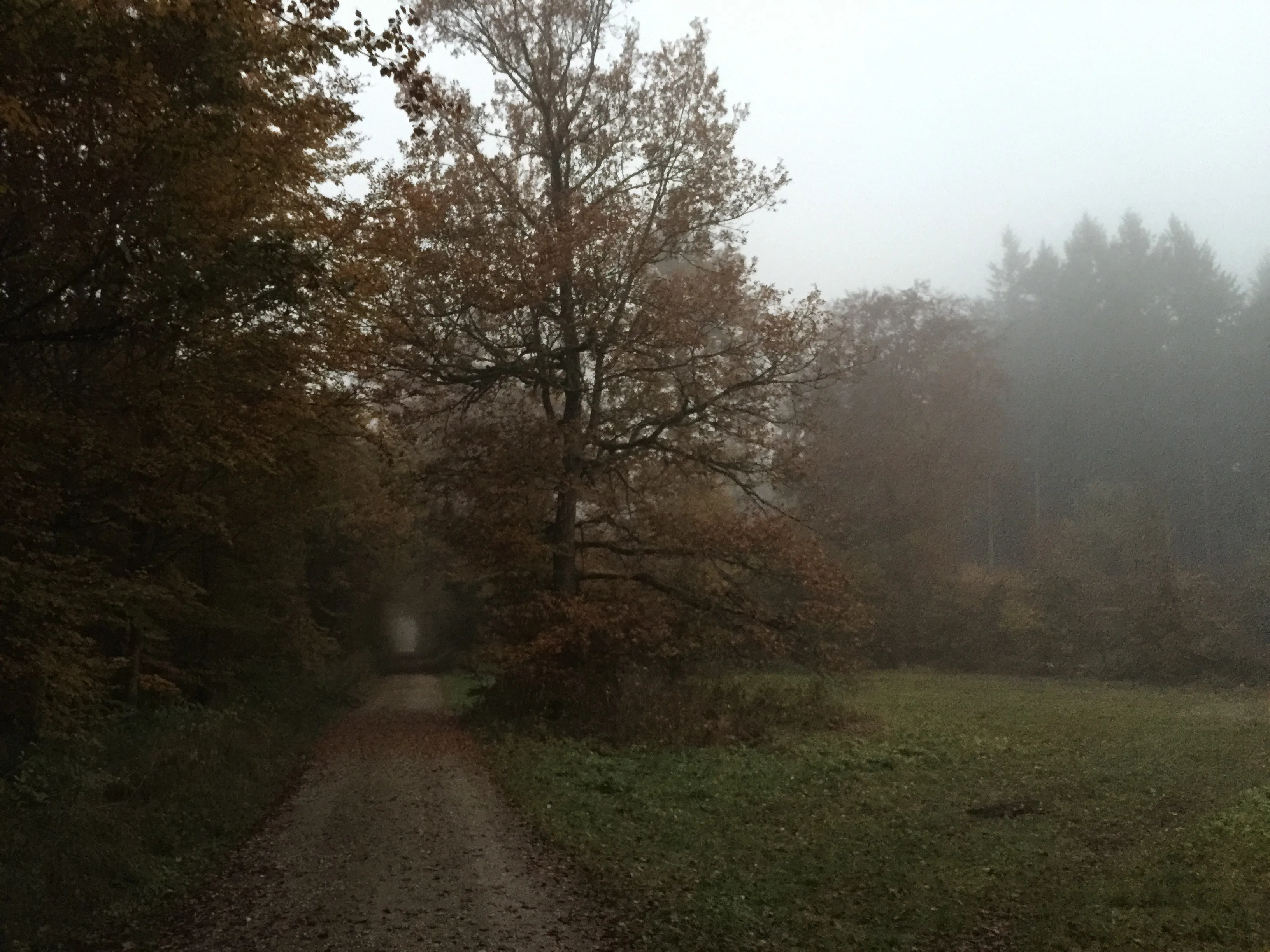 Waldeinsamkeit