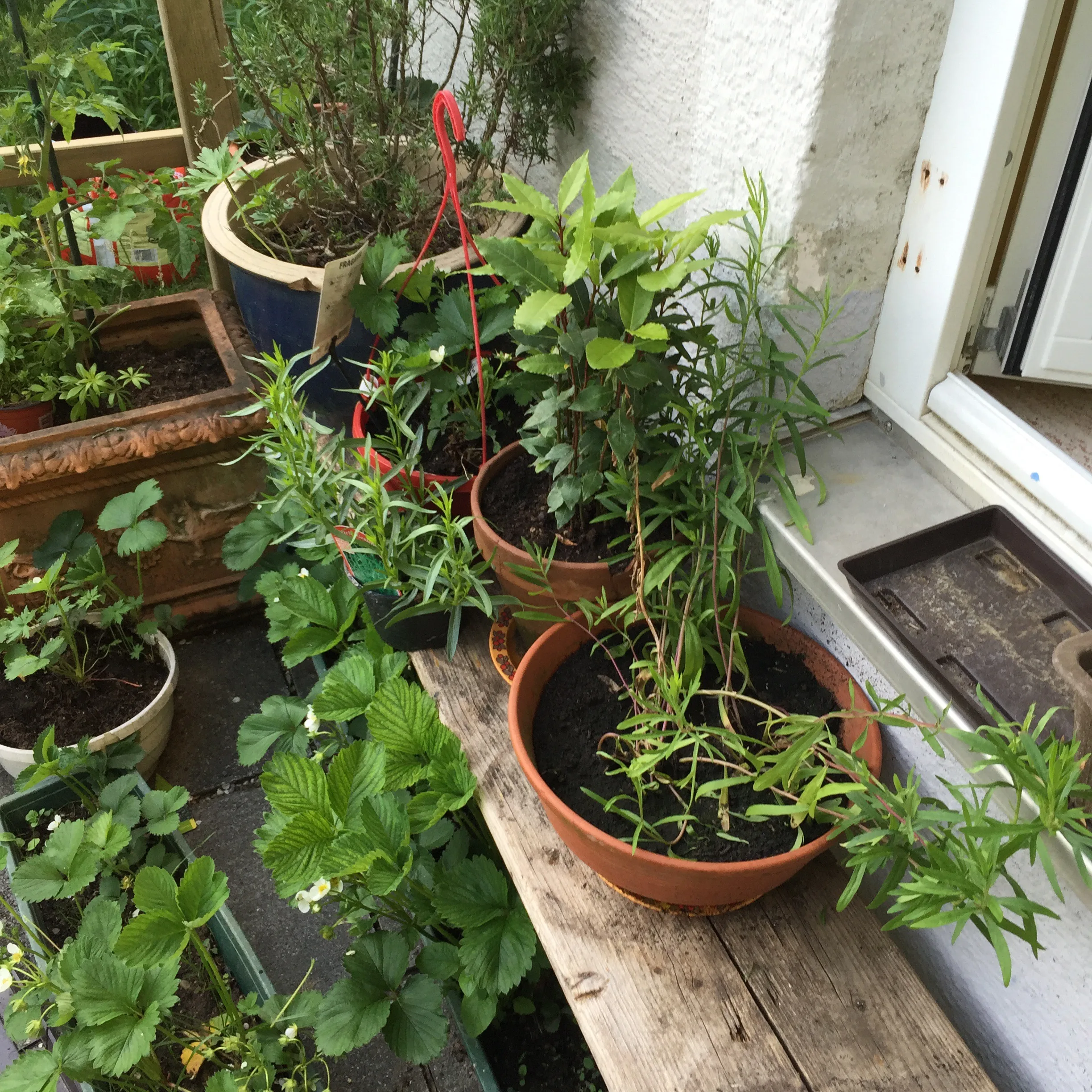 Taragon, Laurel, Strawberries, Rosemary