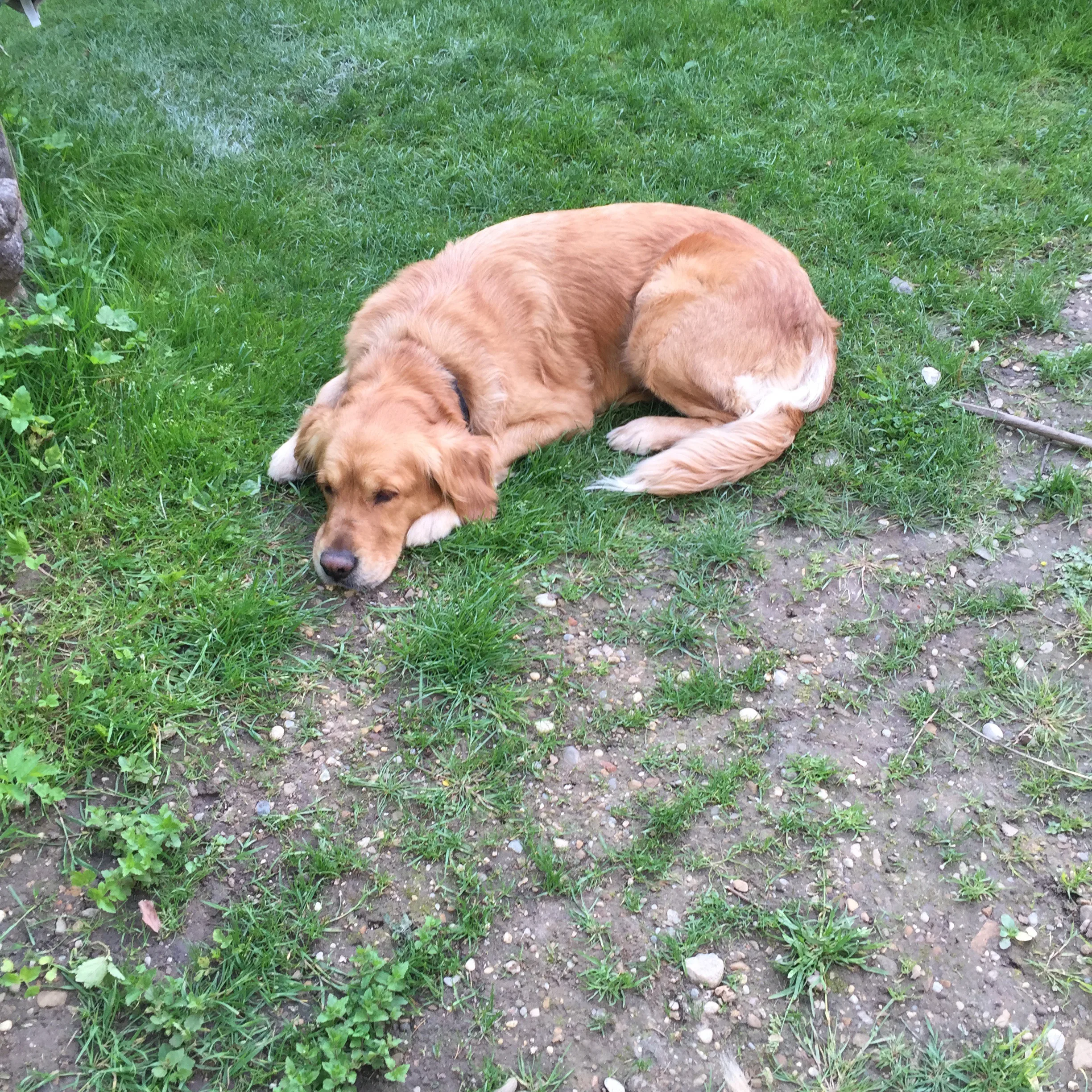 Hund